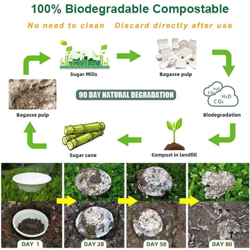 PFAS-Free Biodegradable 3-Compartment Sugarcane Bagasse Clamshell Box