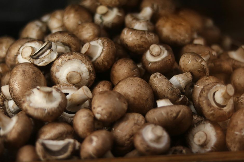 Mushroom Packaging Certifications: MycoComposite Standards Explained