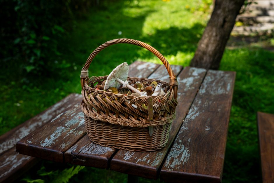 What Exactly Is Mushroom Packaging?